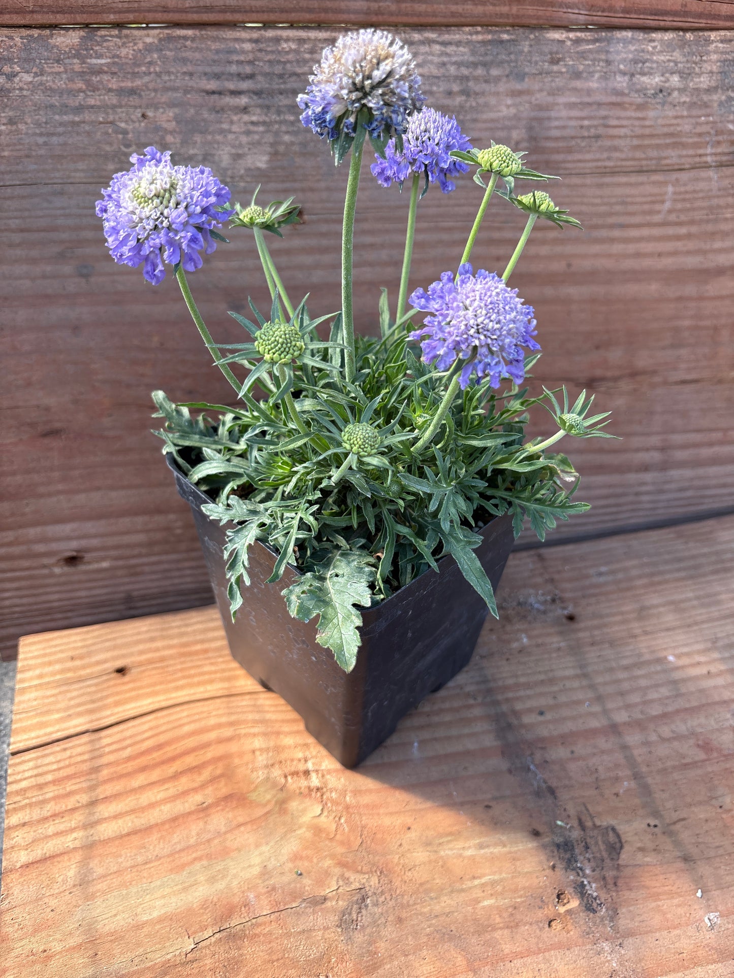 Scabiosa columbaria ‘Blue Note’