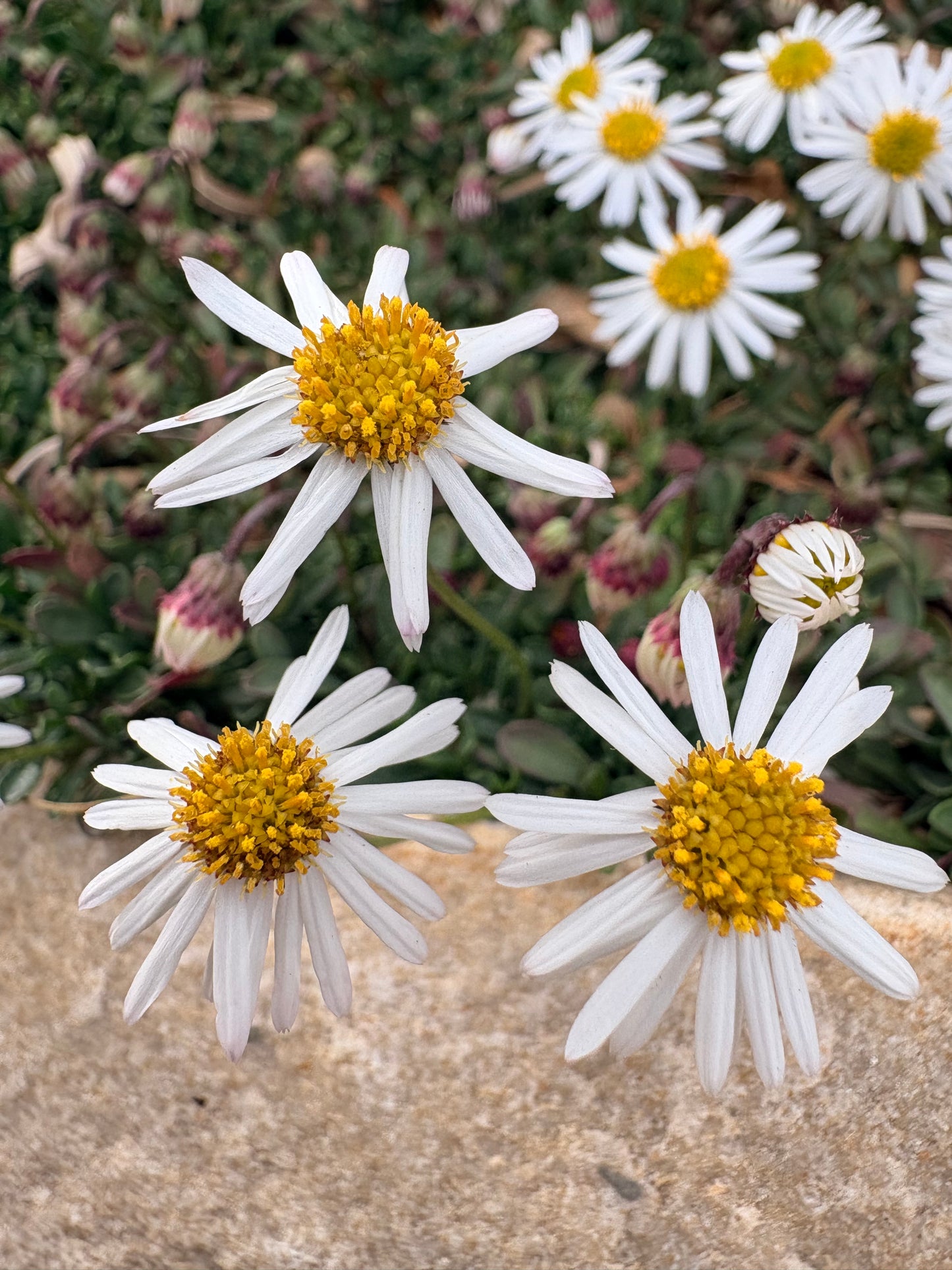 Erigeron scopulinus