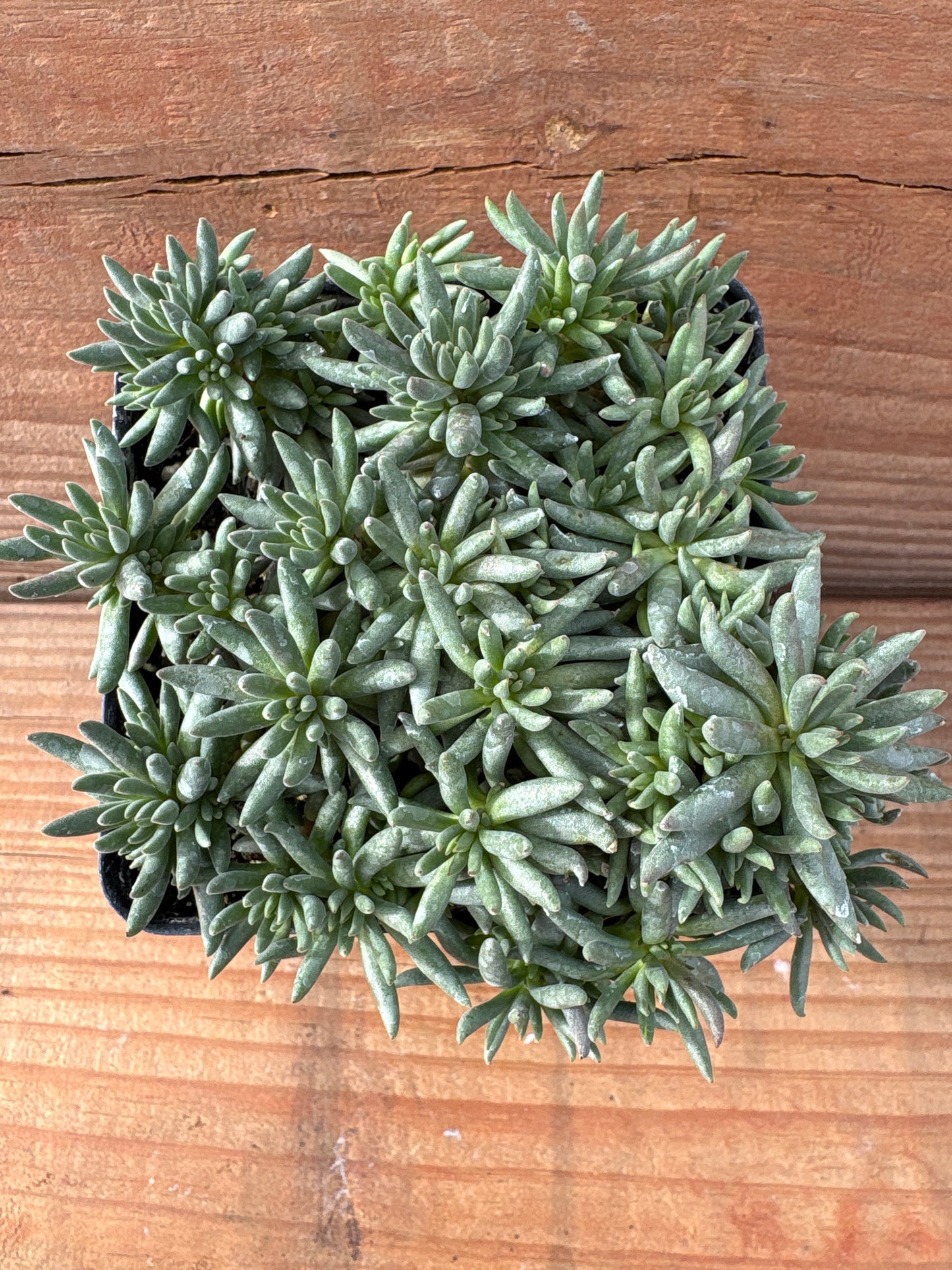 Sedum lanceolatum