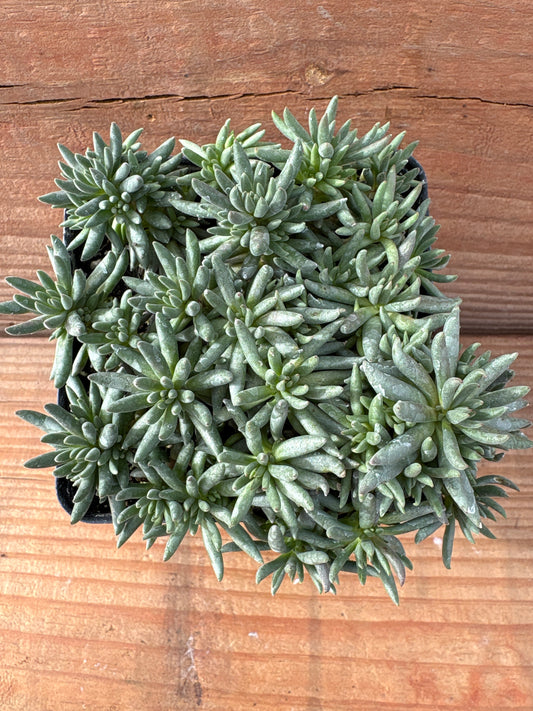 Sedum lanceolatum