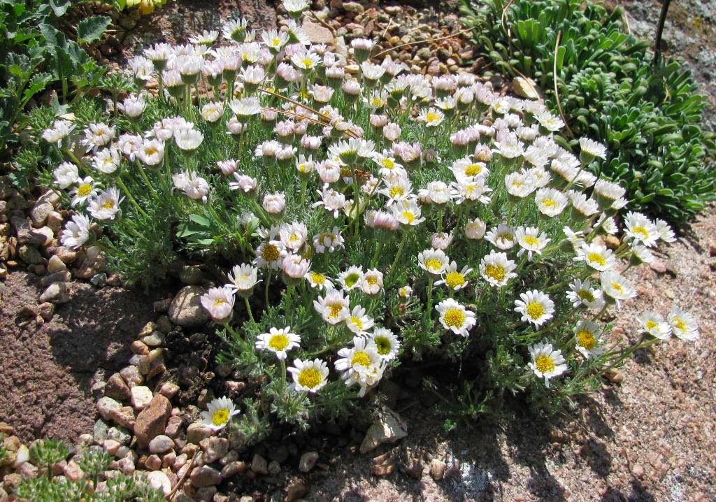Erigeron compositus