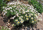 Erigeron compositus