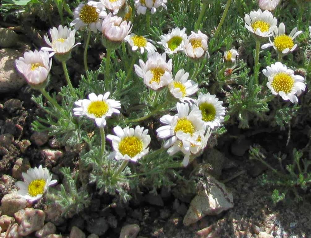 Erigeron compositus