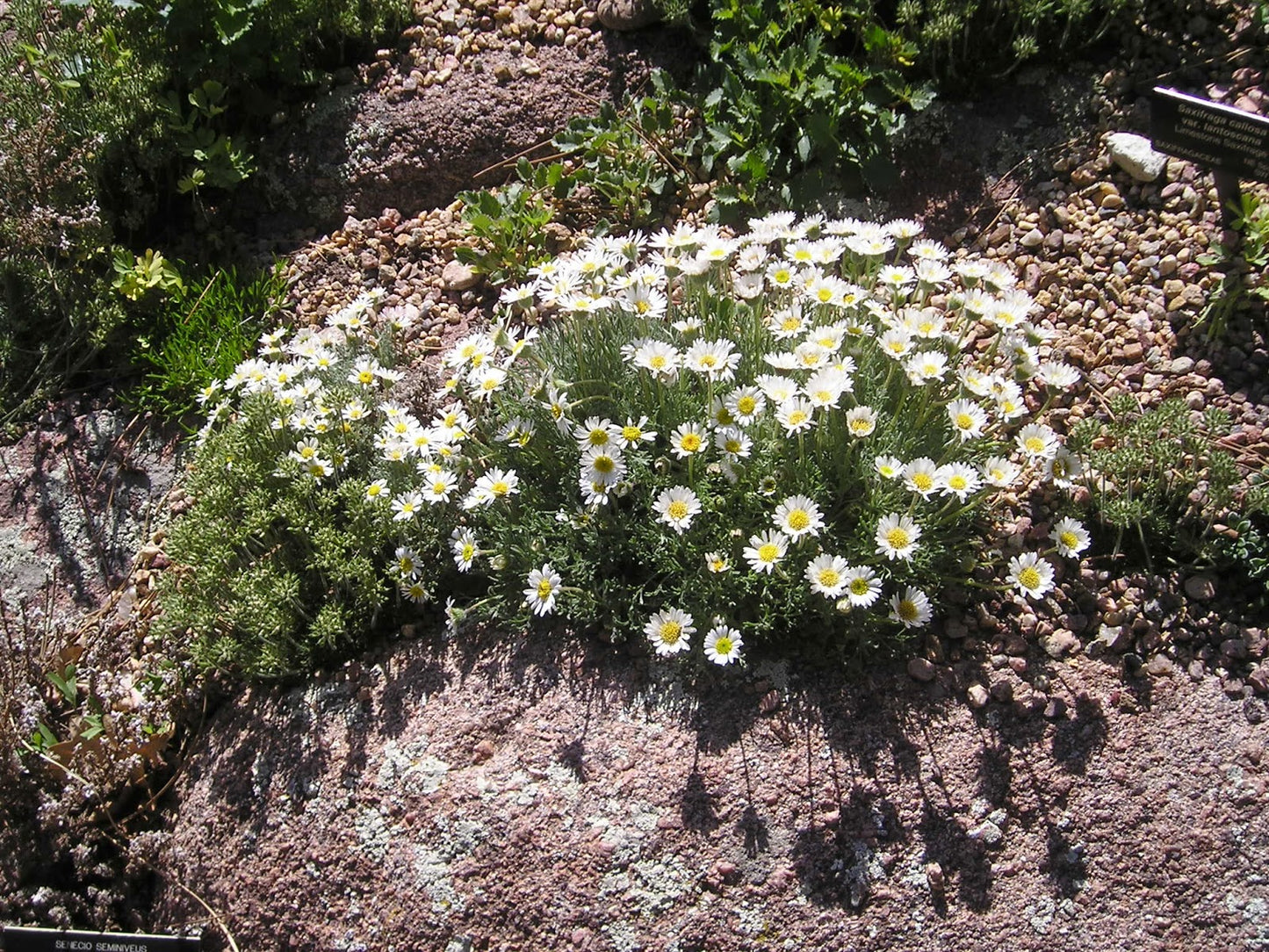 Erigeron compositus