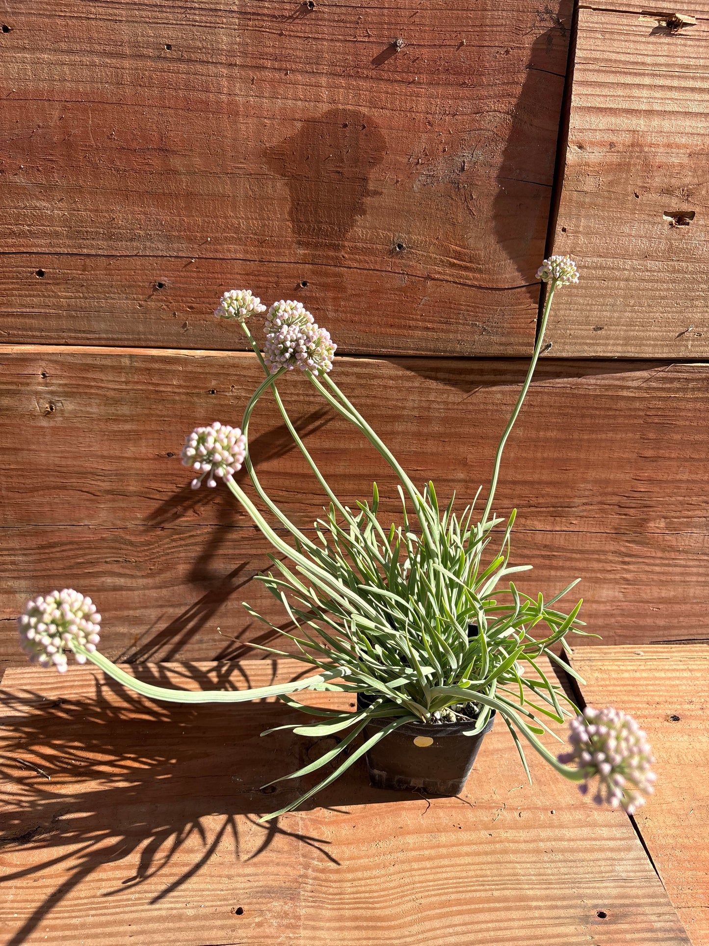 Allium senescens 'Blue Twister'