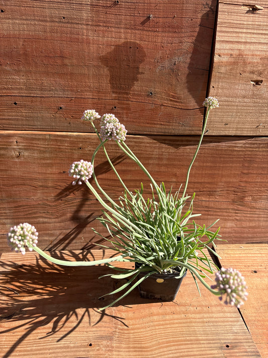Allium senescens 'Blue Twister'