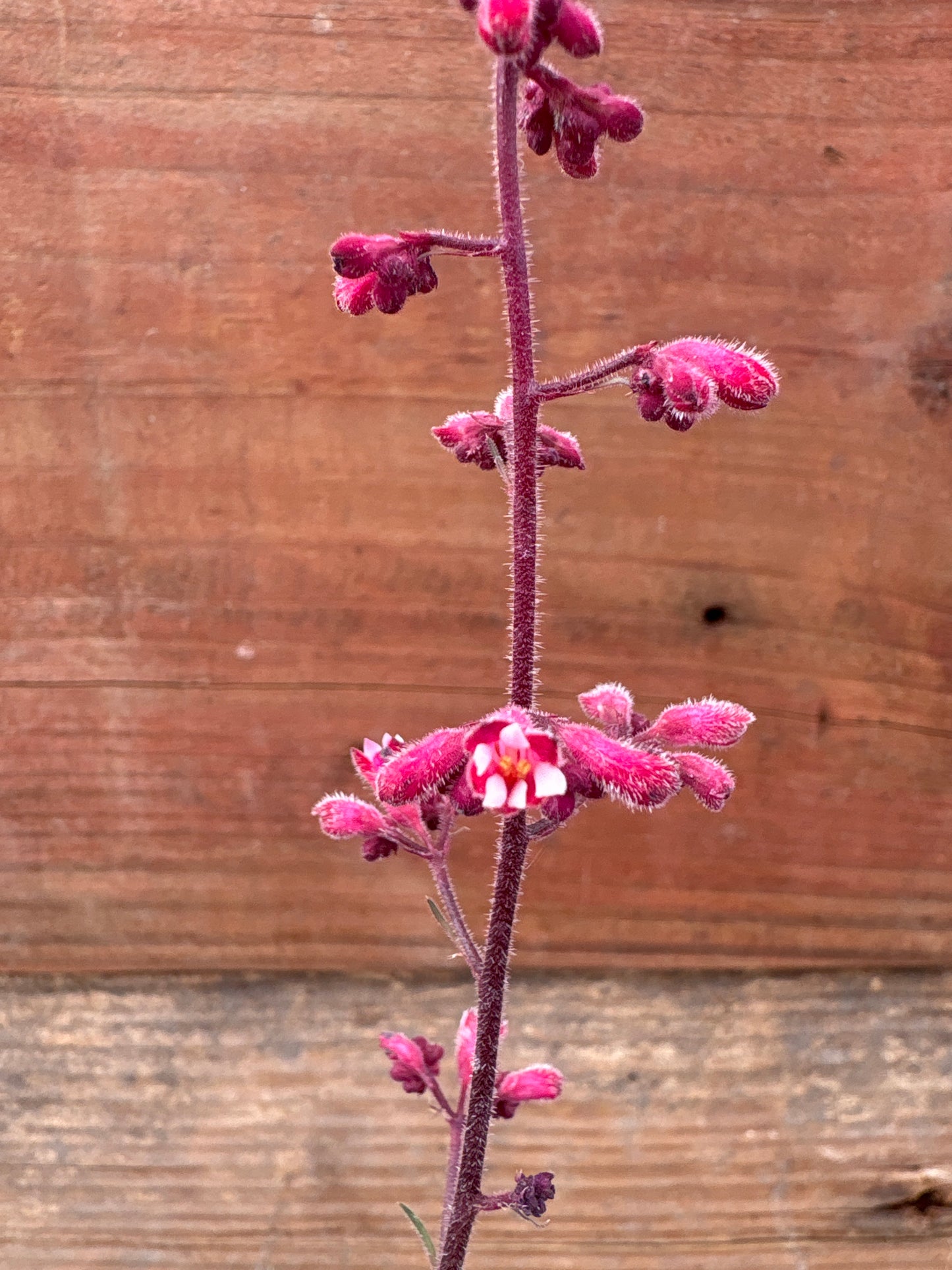 Heuchera  'Canyon Duet'