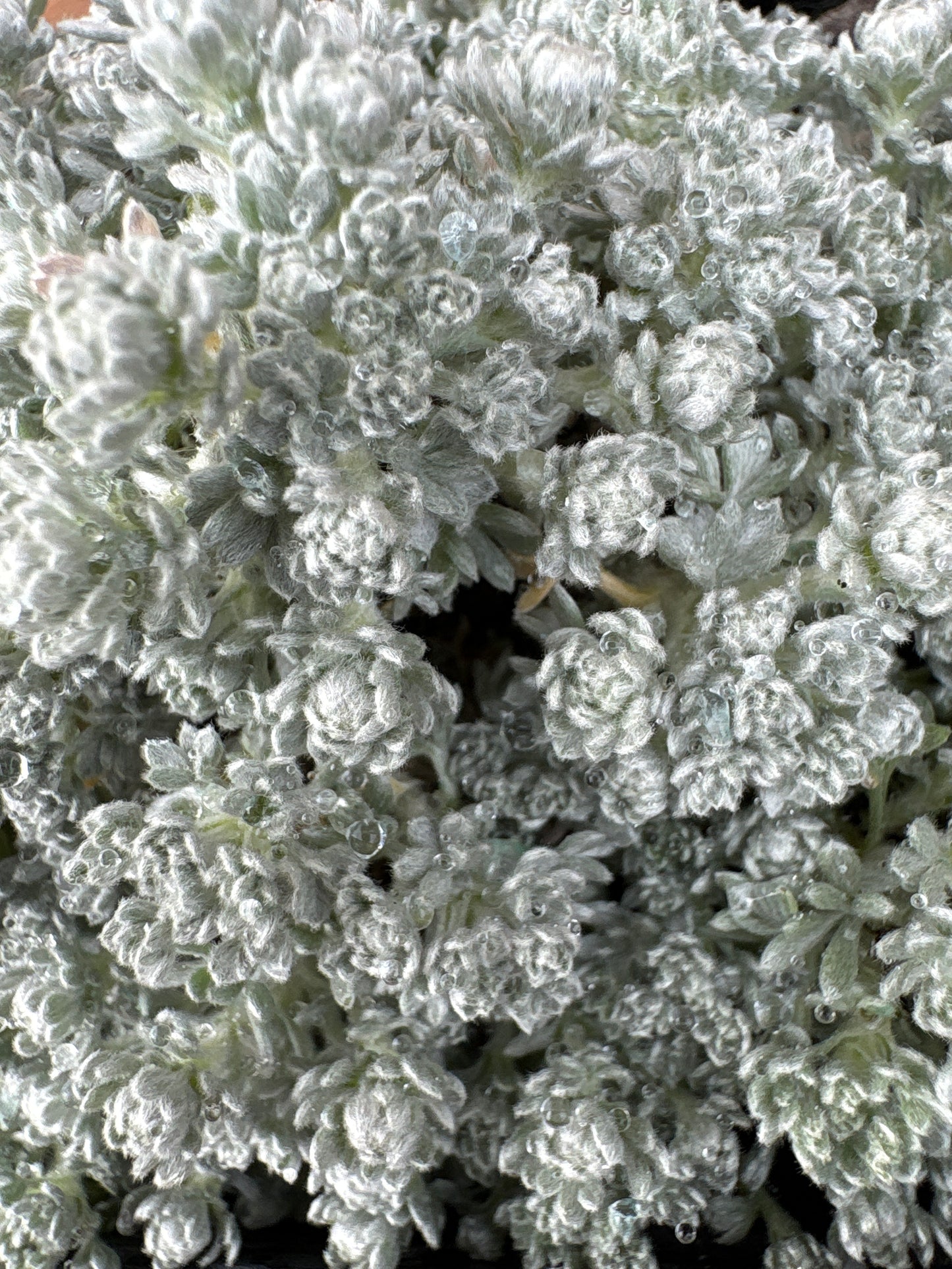 Artemisia caucasica 'silver spreader'