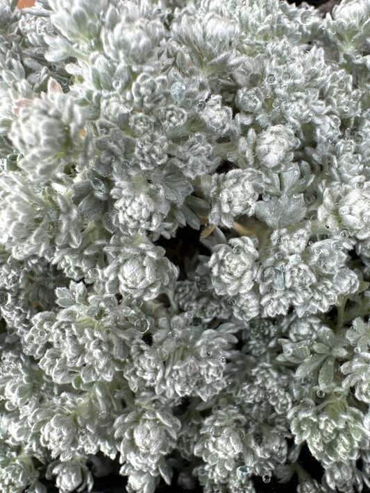 Artemisia caucasica 'silver spreader'