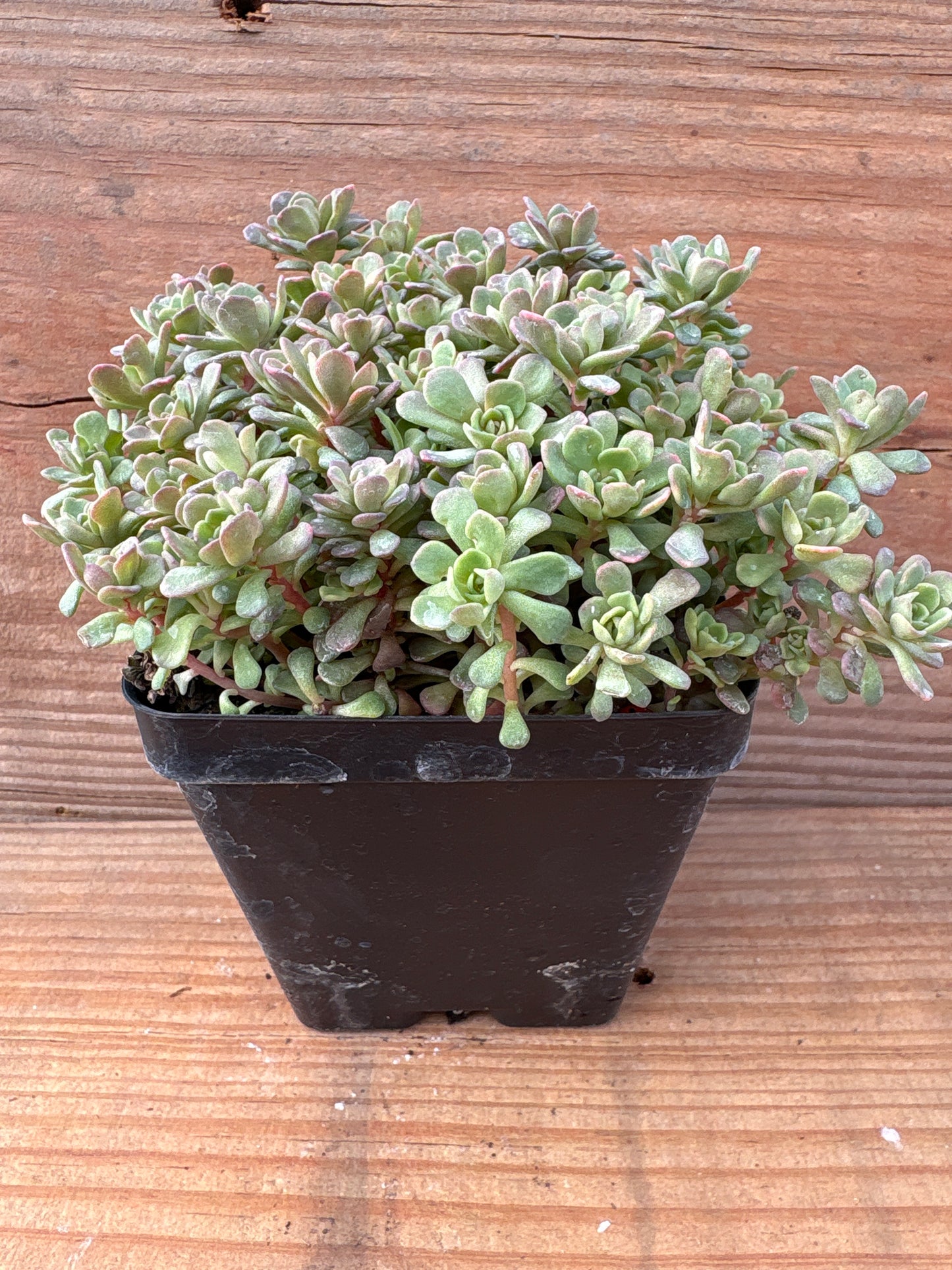 Sedum nevii ‘Pink Form’