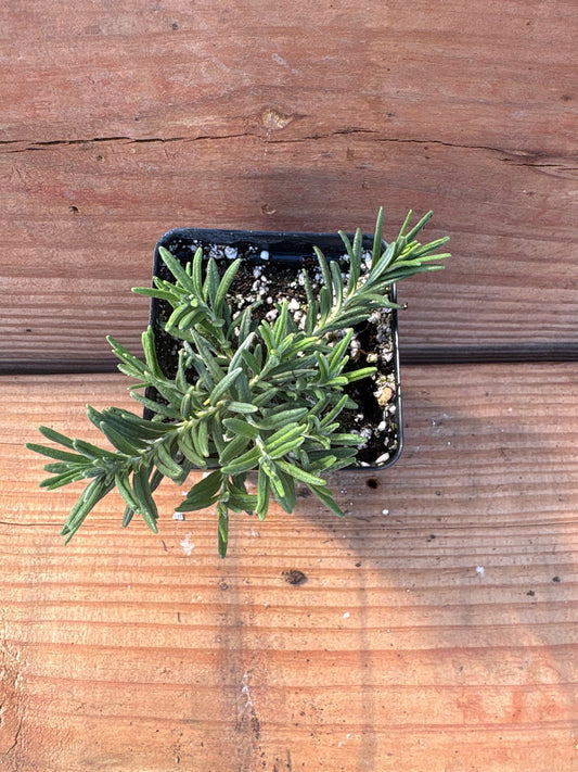 Teucrium cossonii