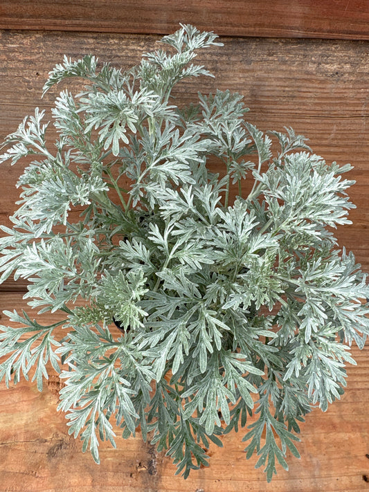 Artemisia powis castle