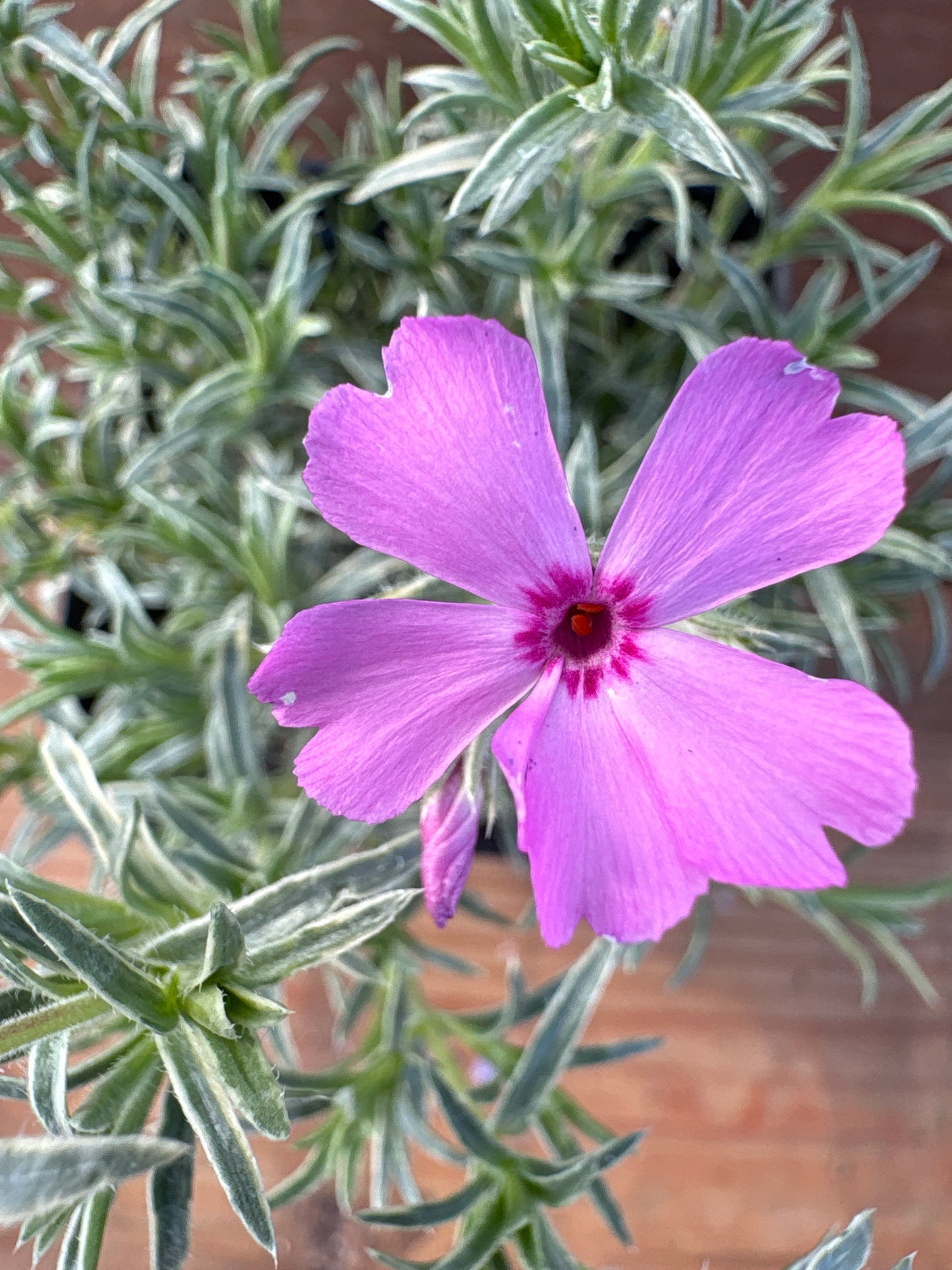 Phlox subulata 'Nettleton's Variation'