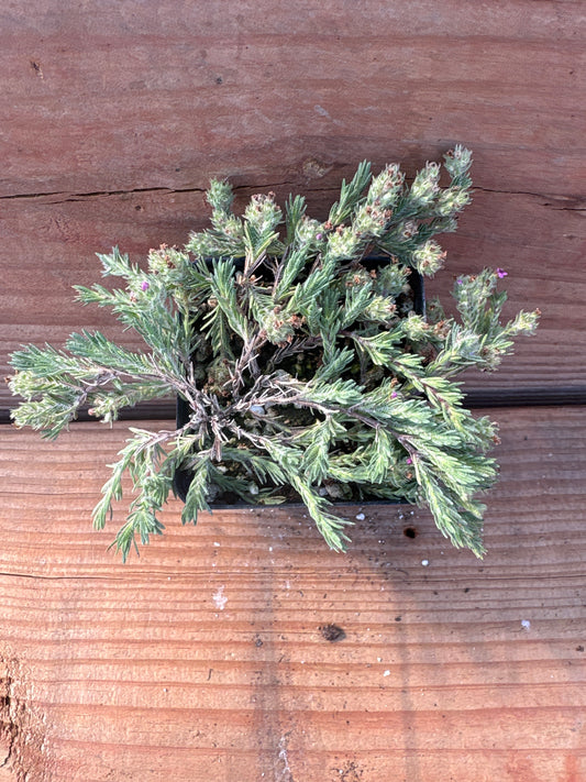 Thymus neiceffii