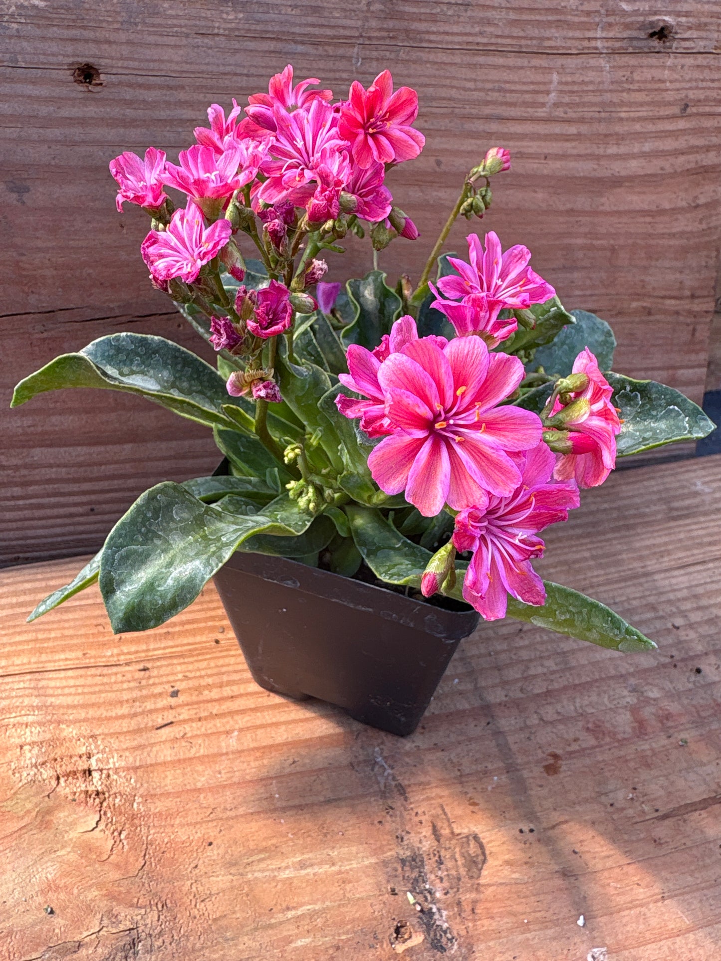 Lewisia cotyledon 'Sunset Strain'