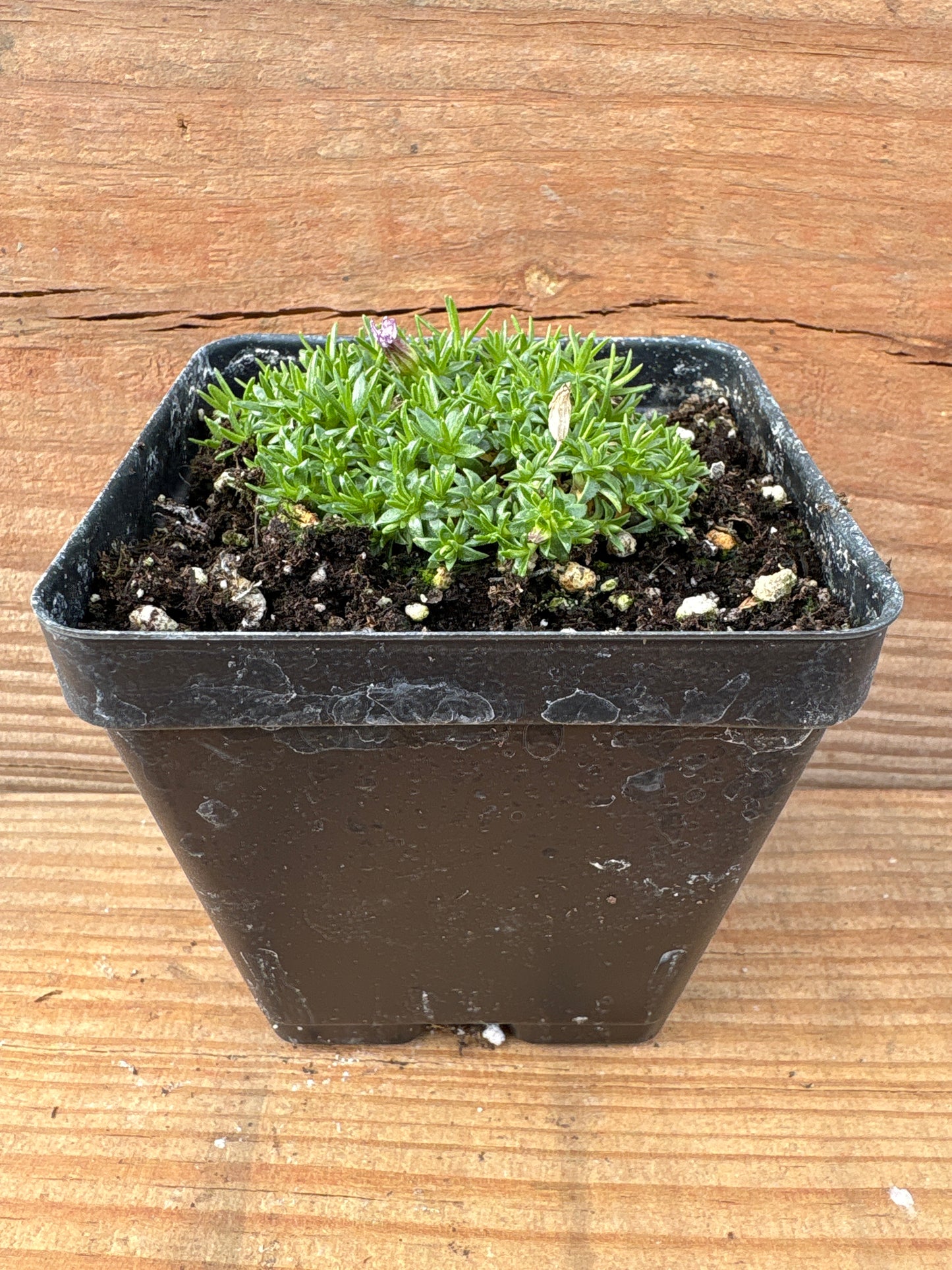 Silene acaulis 'Pedunculata'