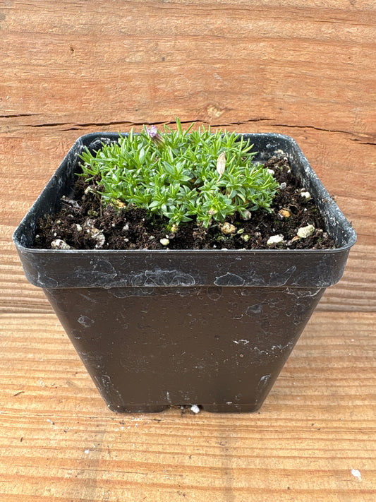 Silene acaulis 'Pedunculata'