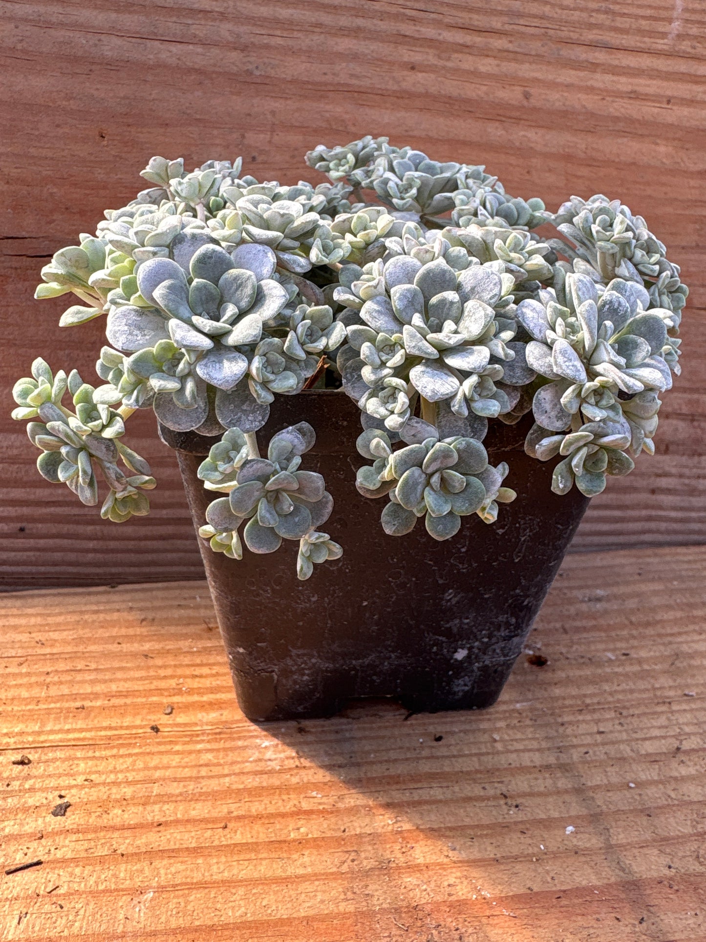 Sedum spathulifolium 'Cape Blanco'