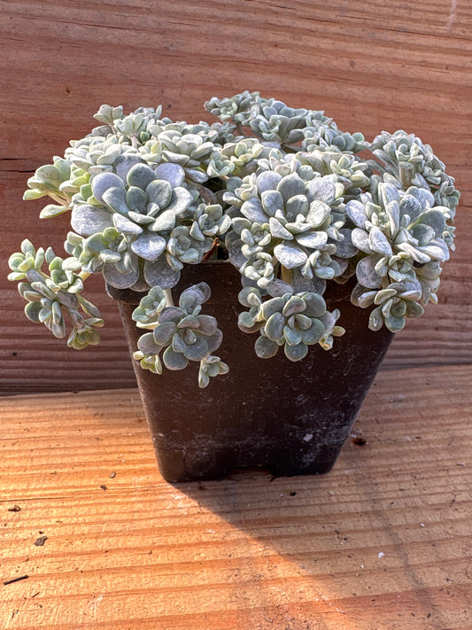 Sedum spathulifolium 'Cape Blanco'