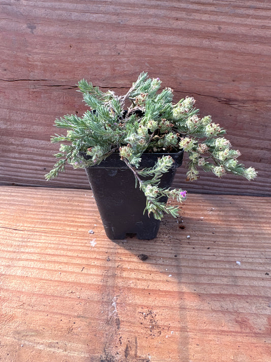 Thymus neiceffii
