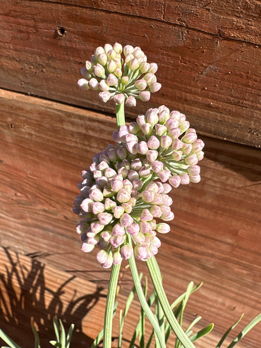 Allium senescens 'Blue Twister'