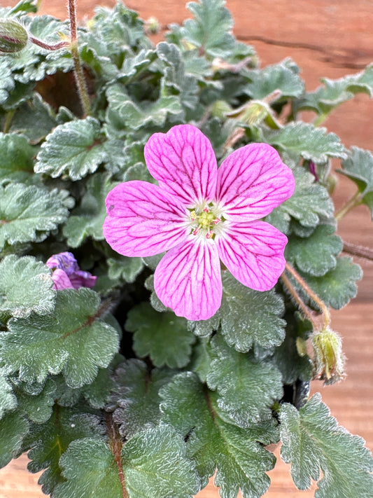 Erodium  'Bishops Form'
