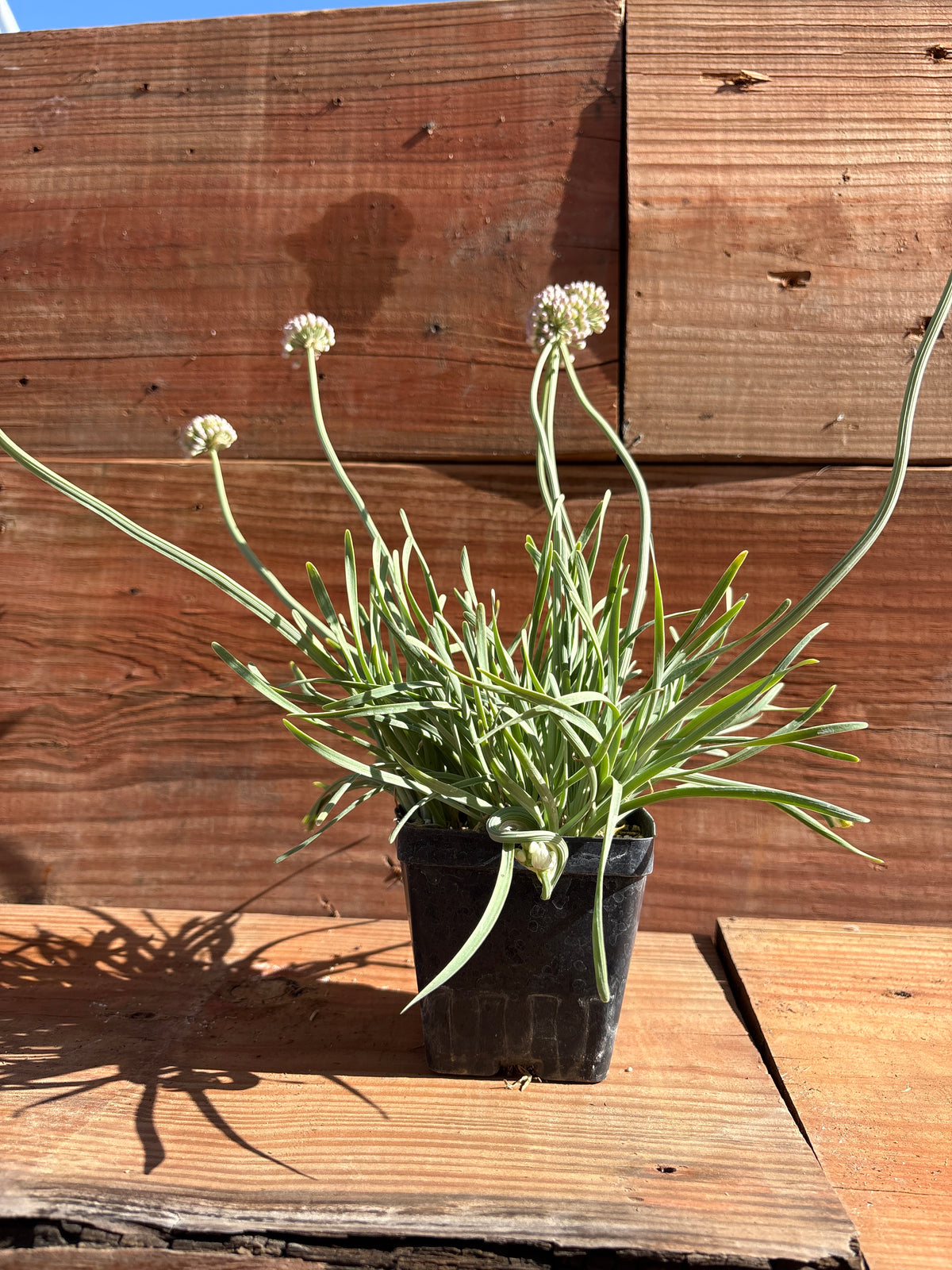 Allium senescens 'Blue Twister'