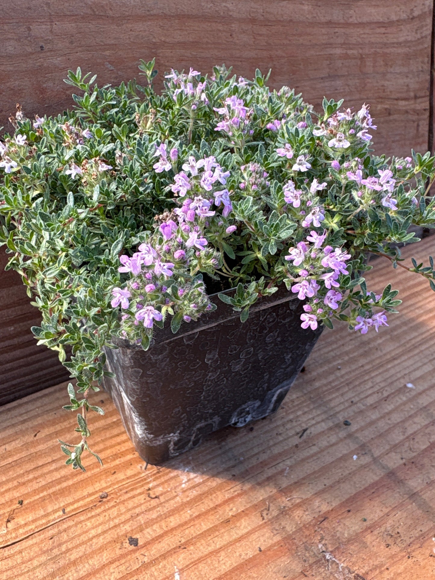 Thymus serpyllum 'Pink Chintz'