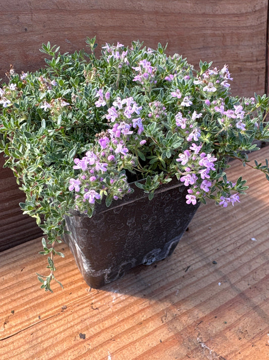 Thymus serpyllum 'Pink Chintz'