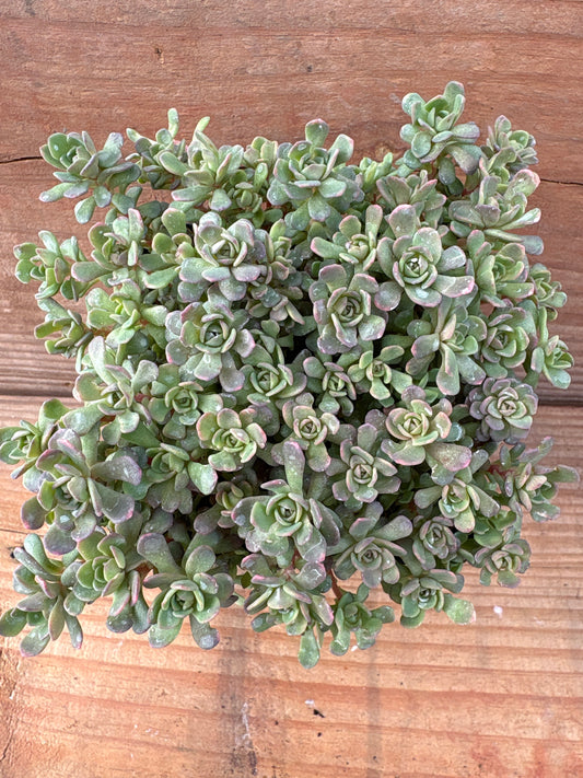 Sedum nevii ‘Pink Form’