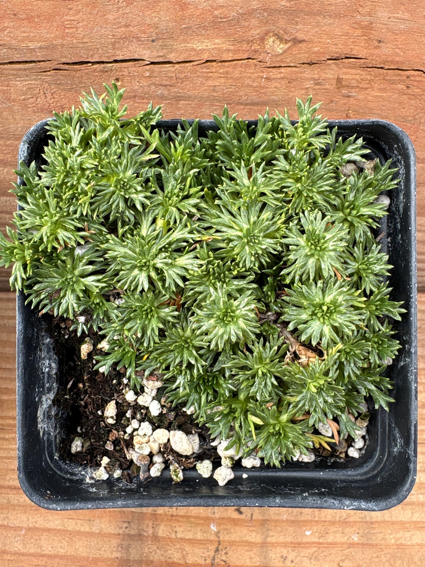 Azorella trifurcata 'Nana' (Bolax)