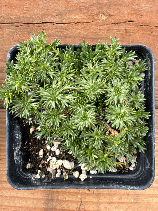 Azorella trifurcata 'Nana' (Bolax)