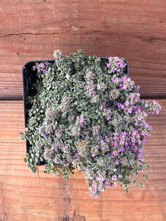 Thymus minus