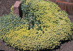 Alyssum oxycarpum