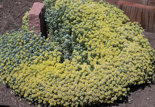 Alyssum oxycarpum