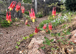 Aquilegia canadensis