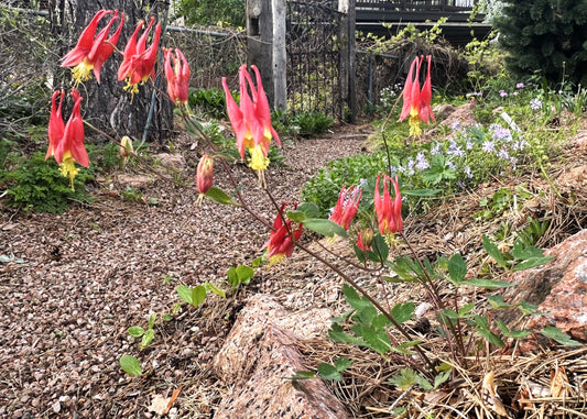 Aquilegia canadensis