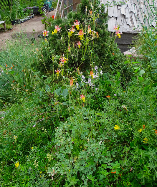 Aquilegia skinneri 'Tequila Sunrise'