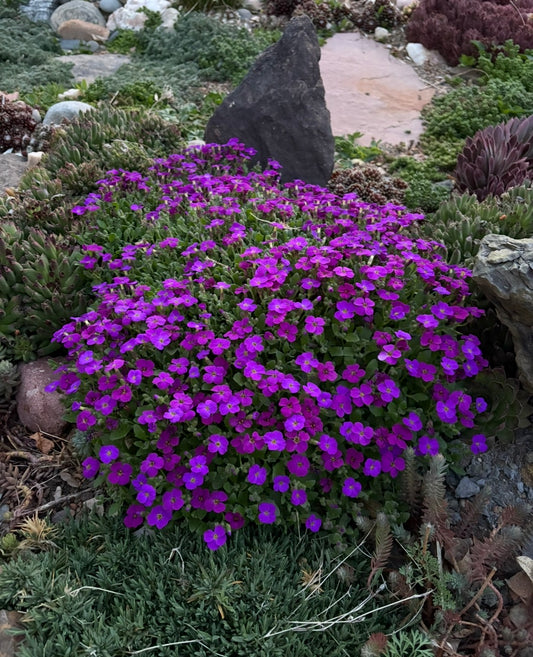 Aubrieta x Axcent™ 'Deep purple'