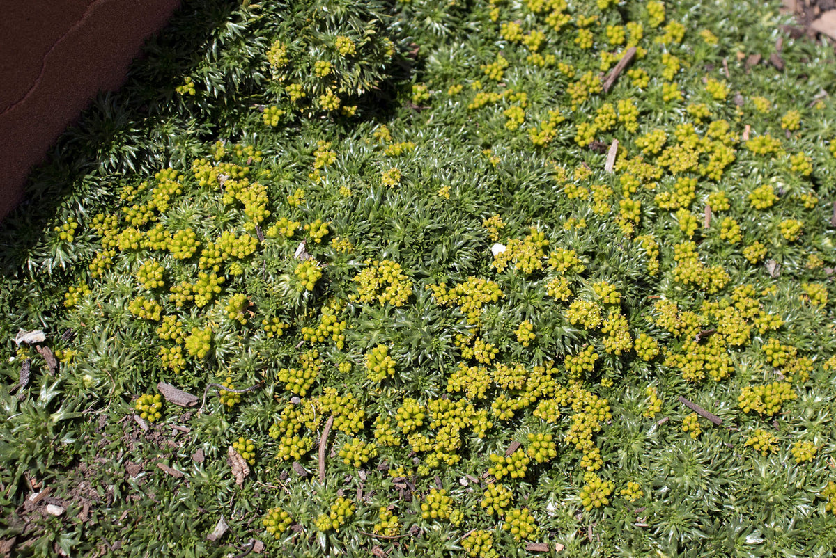 Azorella trifurcata 'Nana' (Bolax)