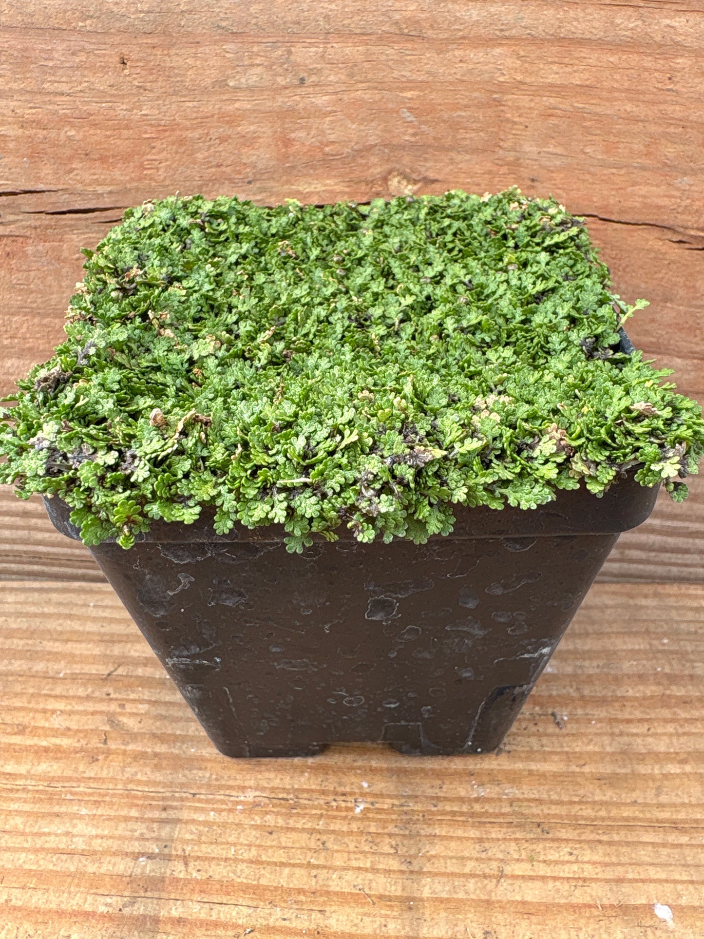 Leptinella gruveri