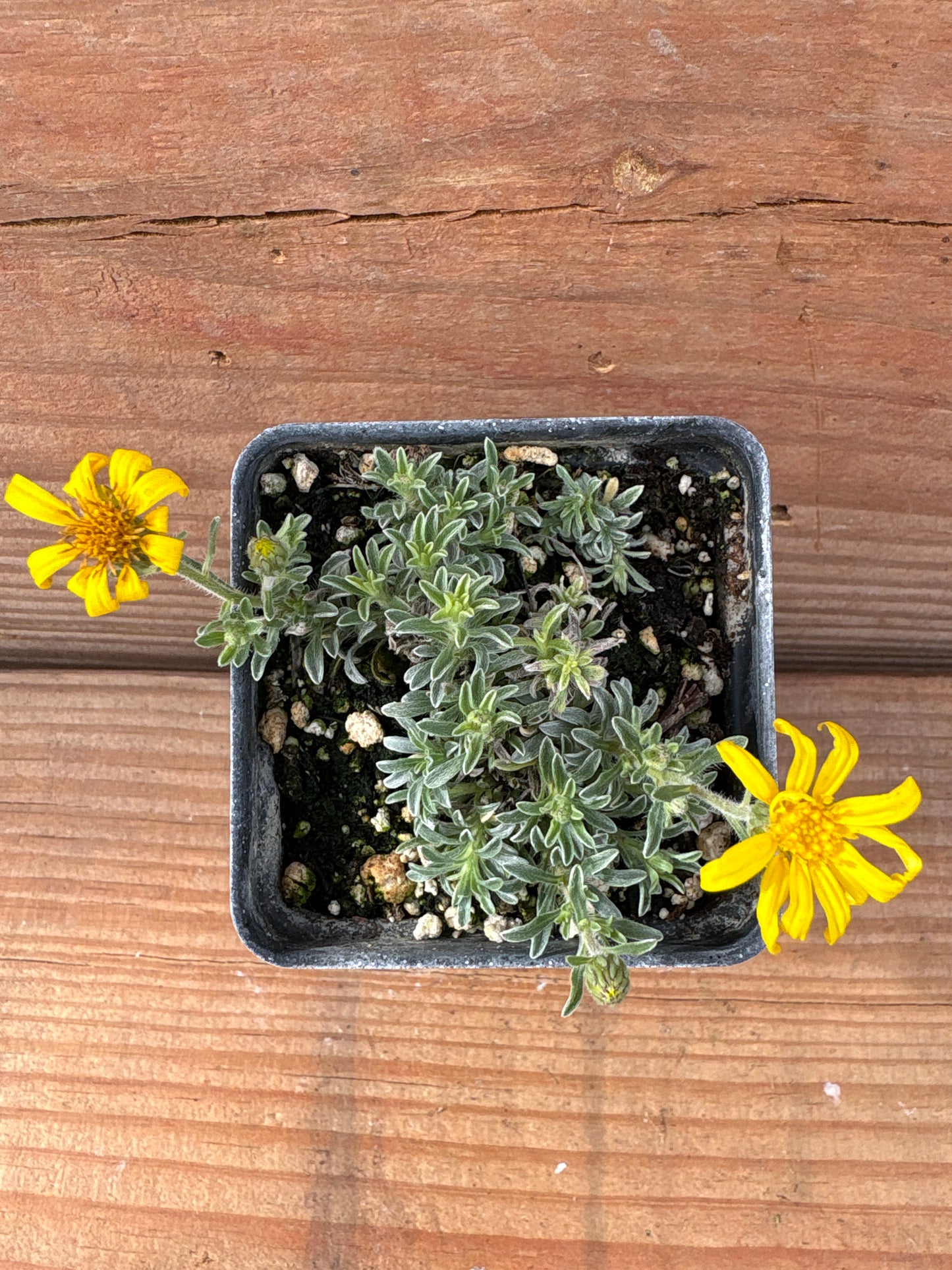 Heterotheca jonesii
