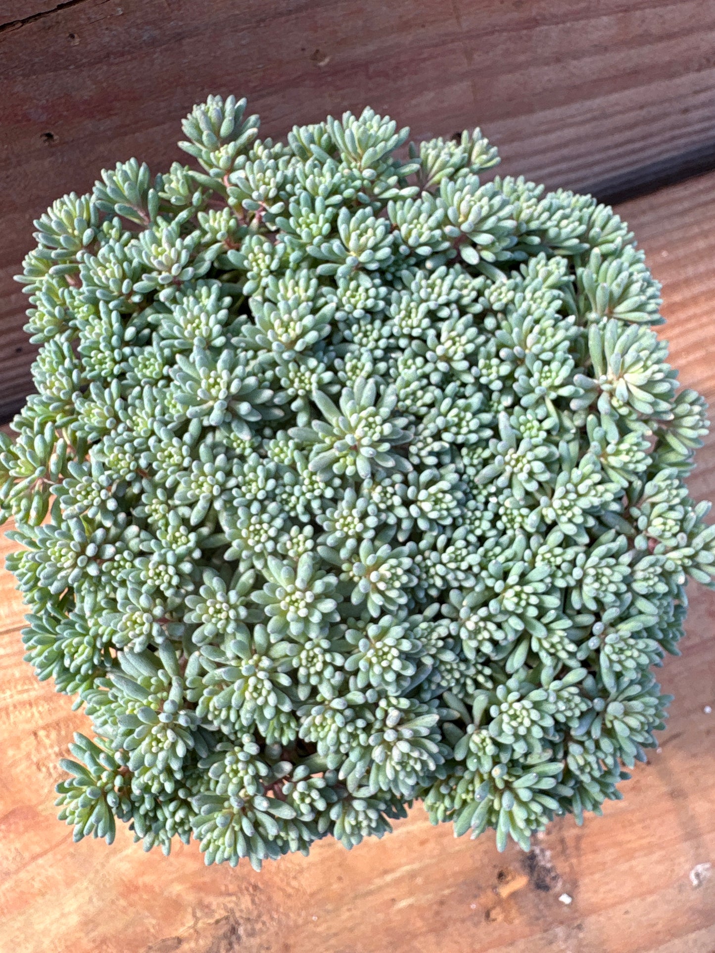 Sedum hispanicum v. “Purpureum”