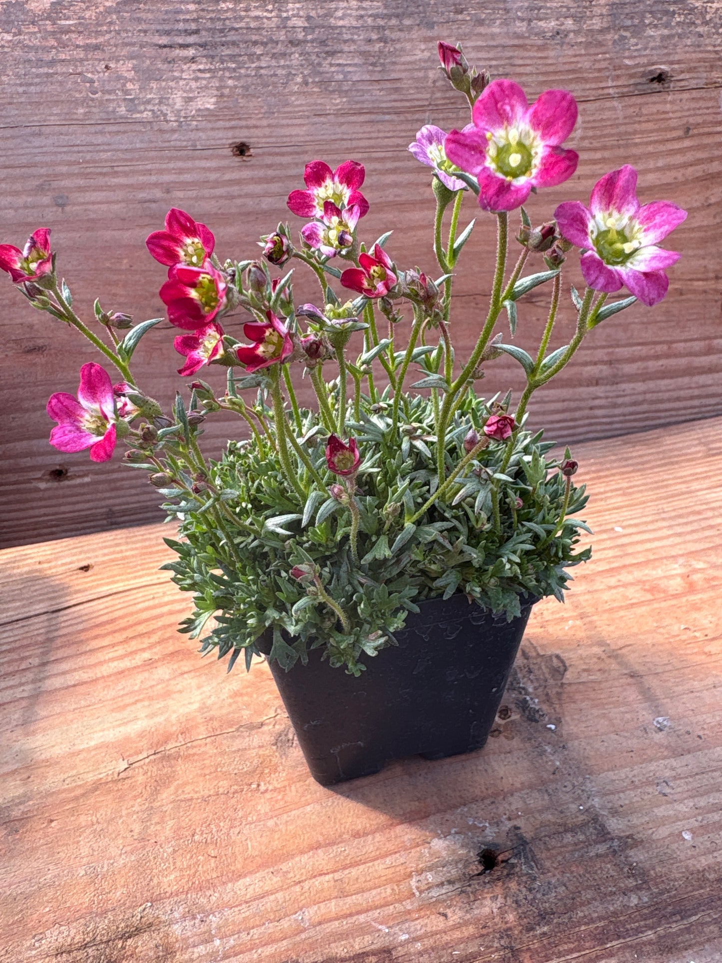 Saxifraga arendsii ‘Purple Robe’