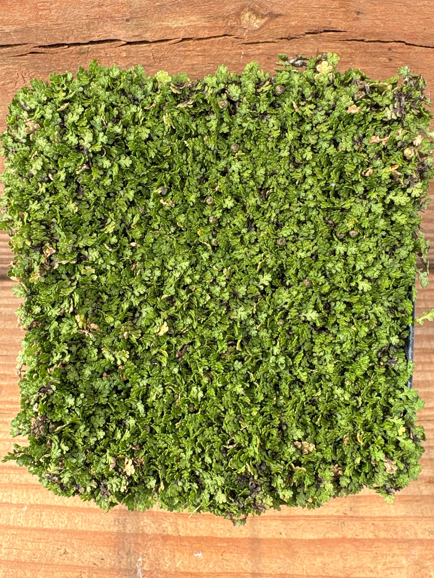 Leptinella gruveri