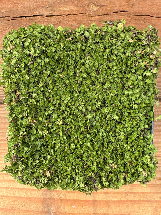 Leptinella gruveri