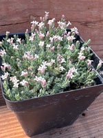 Asperula boissieri-Woodruff