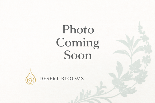 Artemisia stelleriana ‘Silver Brocade’