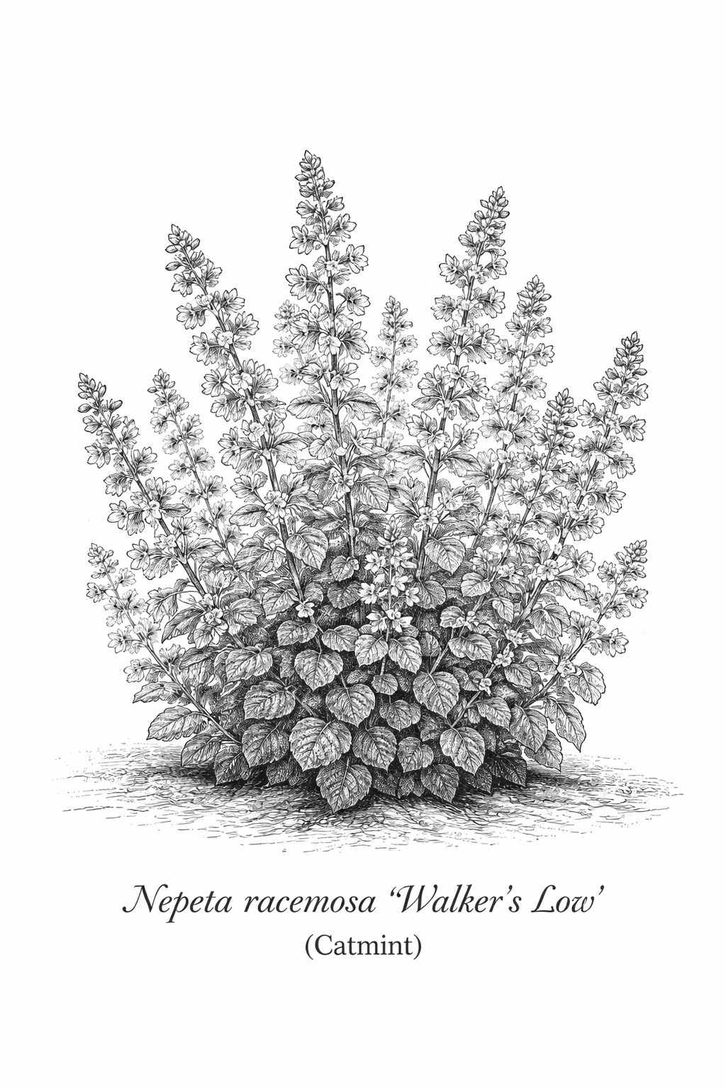 Nepeta racemosa 'Walker's Low' (Catmint)