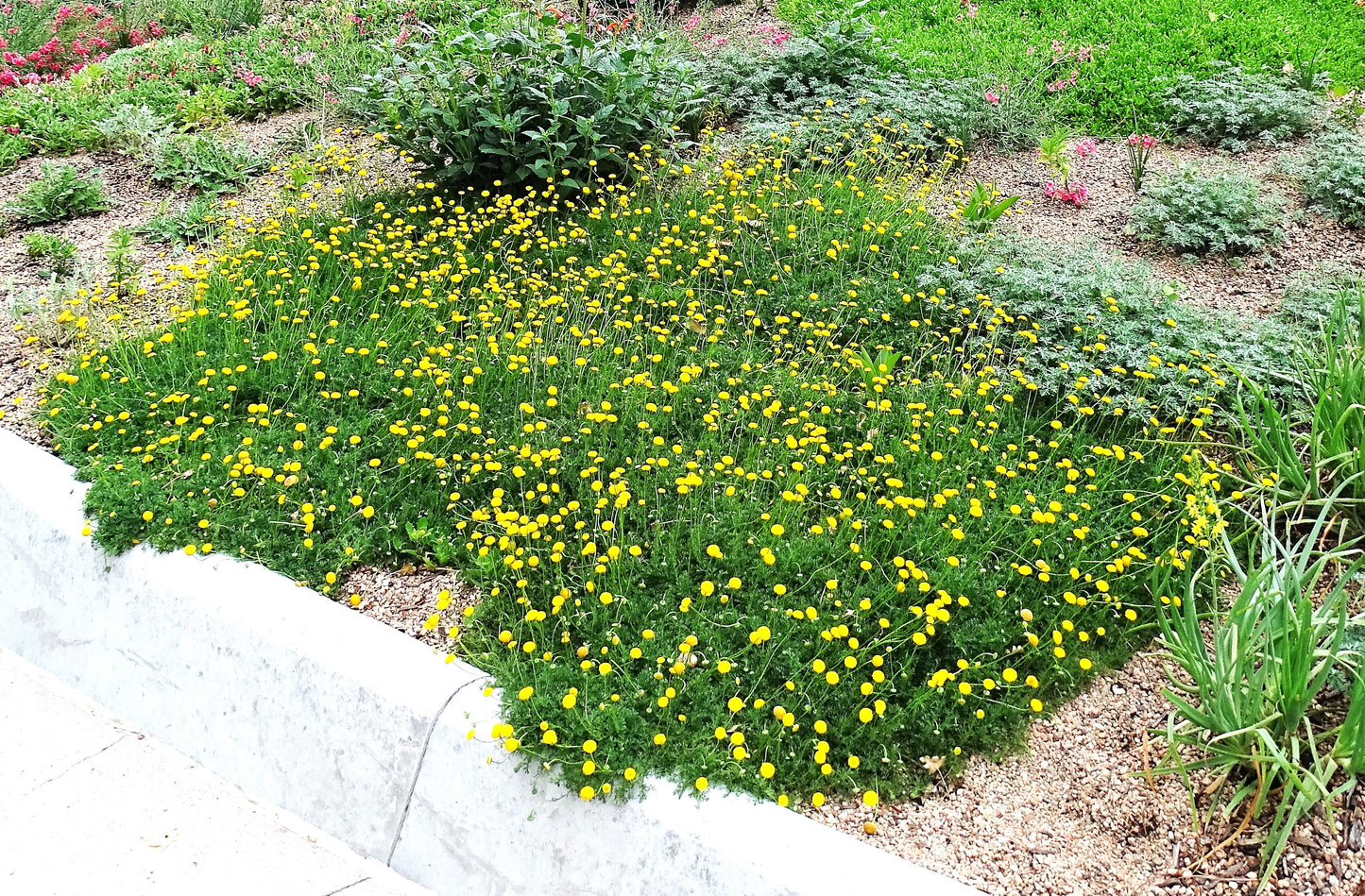 Cotula 'Tiffindell Gold'